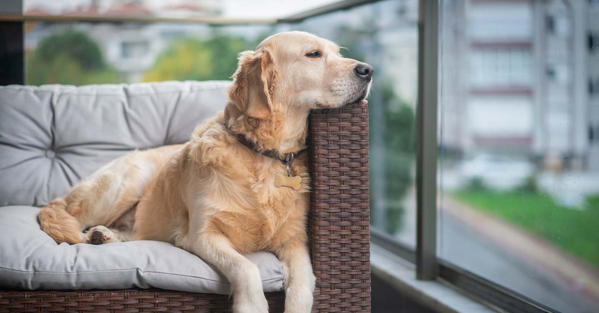 10 Awesome Pet-friendly Apartments in Minneapolis | Rent. Blog